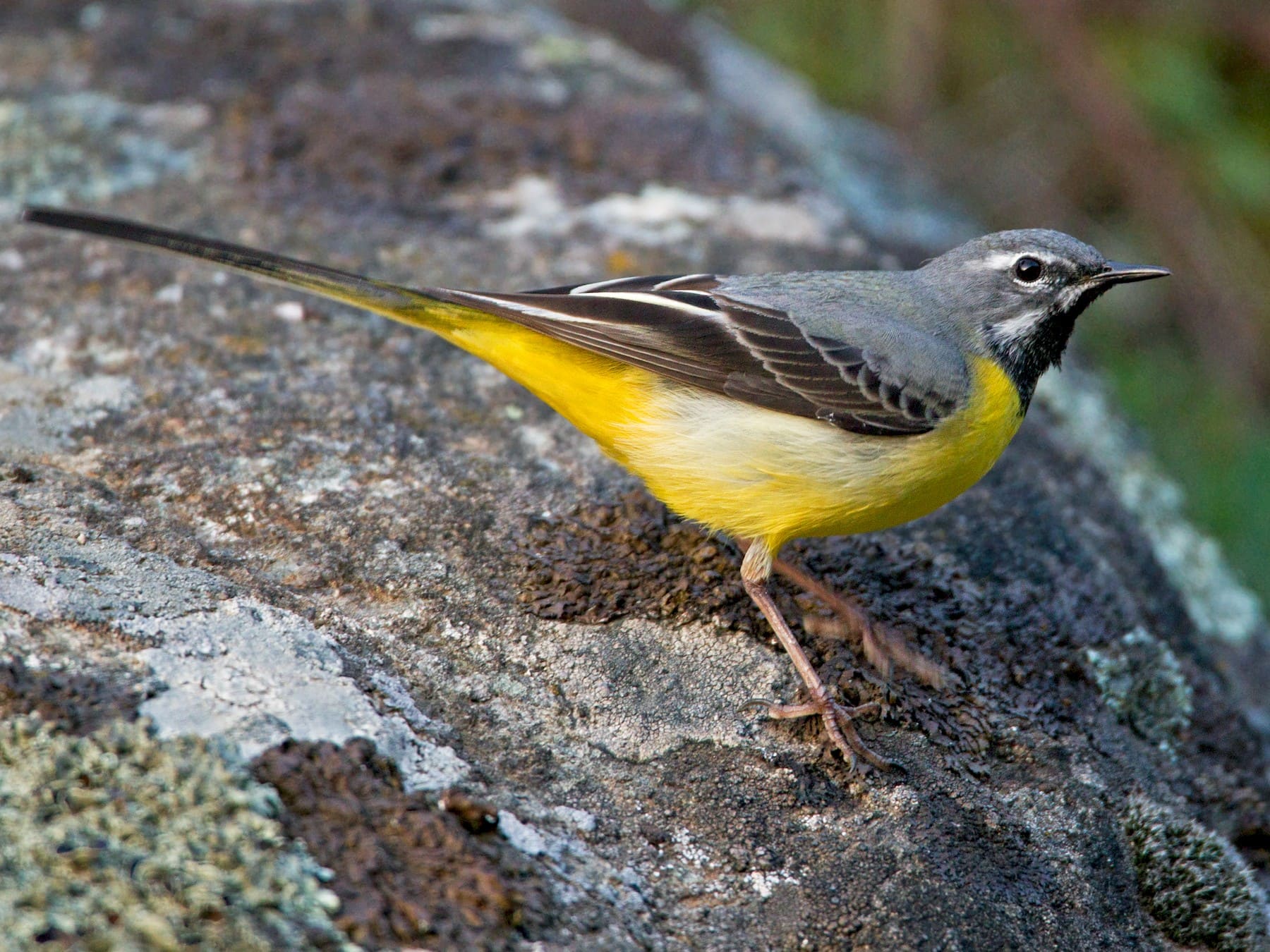 Grey Wagtail